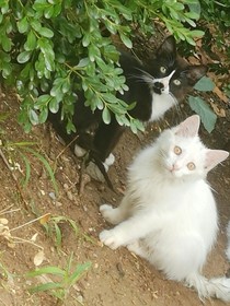 关于两只猫的故事