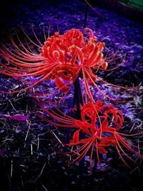 雙笙的彼岸花