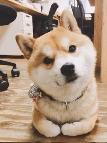 喝了藥水：我成了狗子