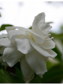 听栀