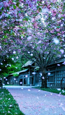 十二星座：梧桐雨