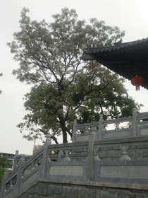 晚风不撑舟