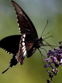 黑蝴蝶BlackButterfly