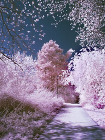 樱花落舞—千之篇