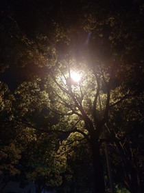 万物之语