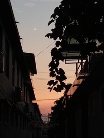 酒生