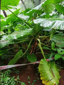 海芋有毒，别将海芋当香芋！（孔庙公园拾遗之一）