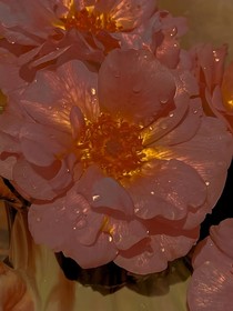 雨伞花