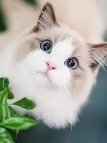 抱歉我退话本了