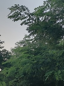 太子机x太子妃羡（同人）