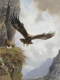 武魂殿：神鹰现世