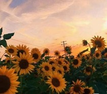 16歲我愛的少年永遠熱戀
