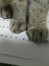 肆虐h