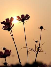 花开在光下