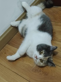 多肉自萌
