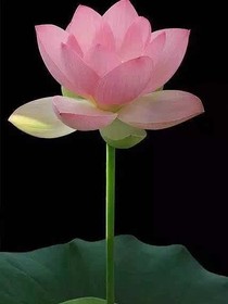 综影视之虚空莲