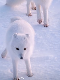 北極狐之旅