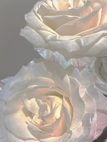 雏泥