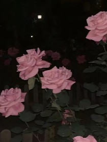 紫靈與土豆……