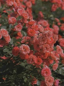 玫瑰园童话