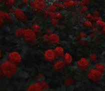 凹凸世界：玫瑰与花期