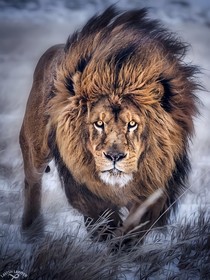 動物衍生對比圖簽