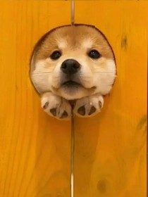 病娇恶魔缠身