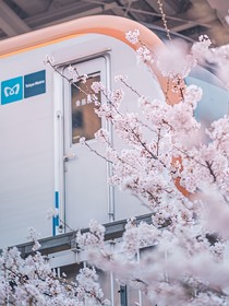 阳花三月