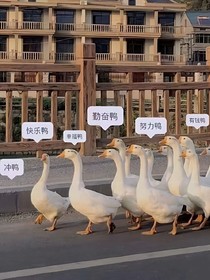 作品名被抢先了