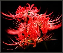 绝世彼岸花开