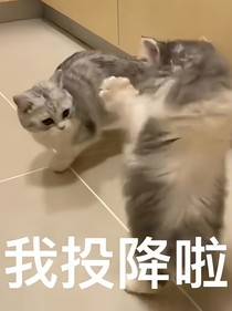 秦少的白月光