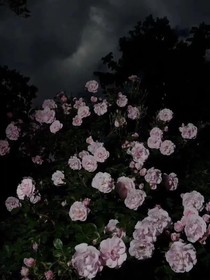 少年的谎言