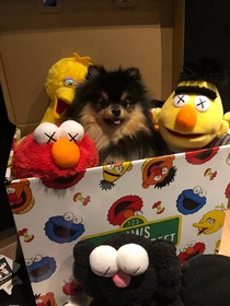 BTS之狗生巅峰