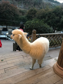 霸道江少，杀手冷妻