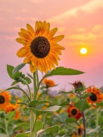 Sunflower文案馆