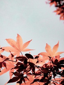 傾秋夜微涼
