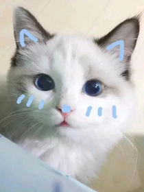 名侦探柯南之我变成猫了？