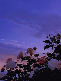 爱会调零