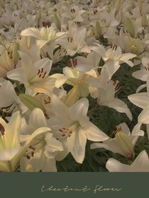 百合花又開了