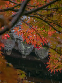 风雨等君归