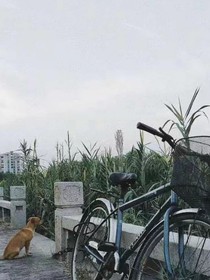 爱恋奶茶店