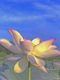 赵鹤然传记