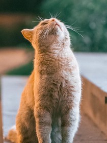 橘猫探险记