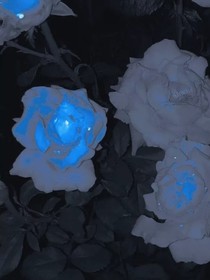 苏念的故事箱
