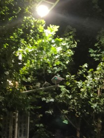 盛夏落叶