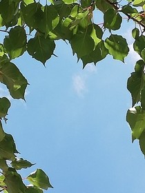 树青花