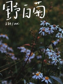 野白菊
