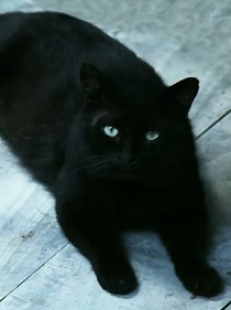 猫武士（改版）