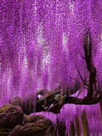 紫藤与樱花