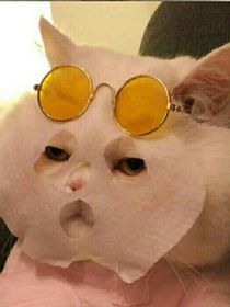 猫星下凡被人收养，那人竟是我老公！